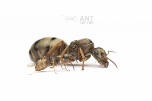 Formica cinerea