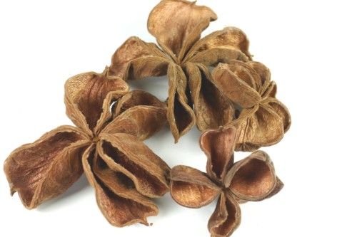 Susz- Land lotos- 4 szt