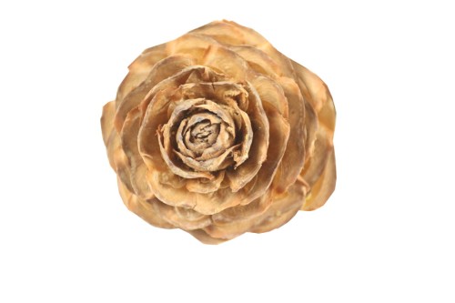 Cedar rose