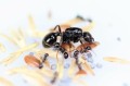 Mrówki Messor barbarus