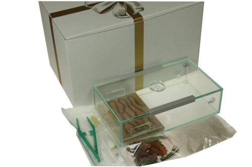 Zestaw na prezent: Zestaw Kompakt z wyposażeniem oraz kolonią mrówek Lasius niger