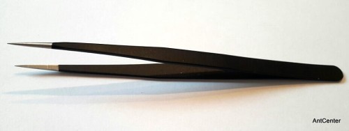 Pęseta polecana do hodowli mrówek