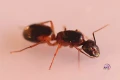 Camponotus Sanctus