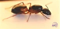 Camponotus Sanctus