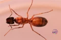 Camponotus Sanctus- mrówka widziana od dołu