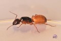 Mrówki Camponotus Fedtschenkoi