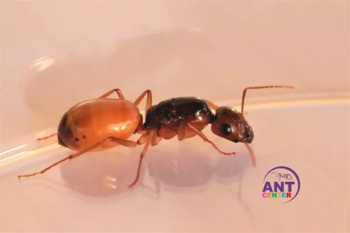 Mrówki Camponotus Fedtschenkoi