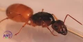 Mrówki Camponotus Fedtschenkoi