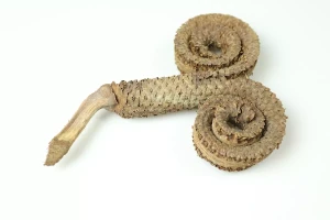 Susz do formikarium- Palm Ring