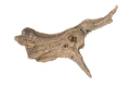 Driftwood- ozdoba do formikarium dla mrówek