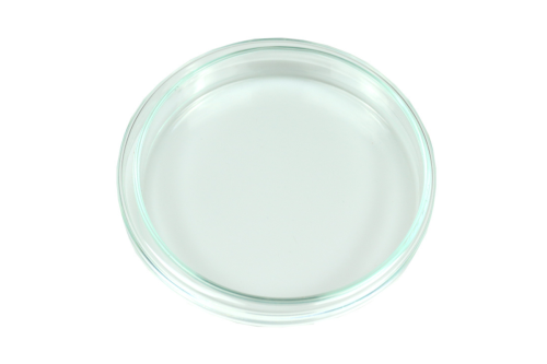 Szalka Petriego szklana średnica 60 mm / wys. 12 mm do obserwacji i hodowli mrówek w domu