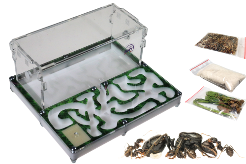 Zestaw startowy: Formikarium Green House II z mrówkami Messor barbarus pokrywa do wyboru