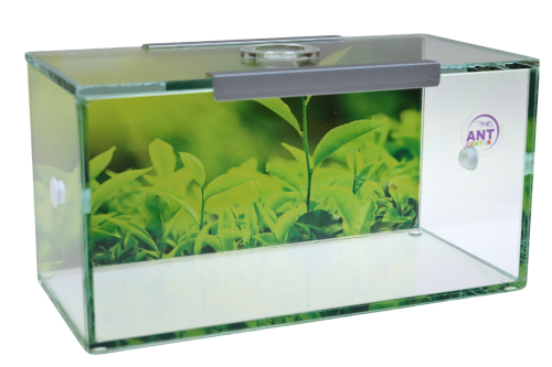 Szklana kolorowa arena do hodowli mrówek w domu od AntCenter