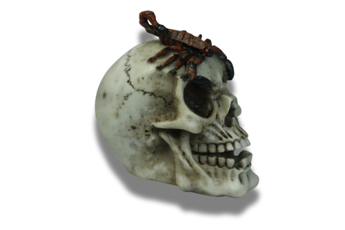 Skarbonka-trupia czaszka- oryginalny gadżet dekoracyjny