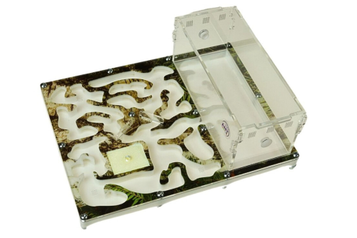 Formikarium Forest z przegrodami do hodowli mrówek w domu od AntCenter