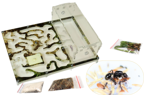 Formikarium do hodowli mrówek Forest z Messor barbarus i akcesoriami.