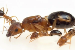 Camponotus maculatus subnudus- Kolonia (Królowa i 3-5 robotnic)