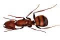 Królowa Camponotus nicobarensis.png