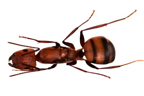Królowa Camponotus nicobarensis.png