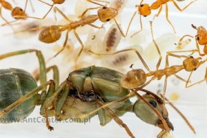 Oecophylla smaragdina (królowa, minimum 10 robotnic i jajka)