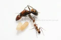 Królowa Camponotus nicobarensis z robotnicami