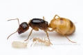 Mrówki Camponotus Fedtschenkoi