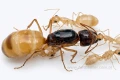 Kolonia mrówek Camponotus Fedtschenkoi