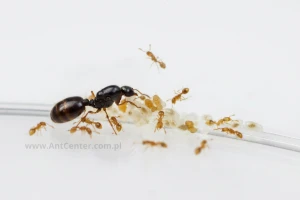 Solenopsis fugax