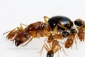 Królowa Camponotus maculatus subnudus i robotnice