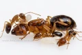 Kolonia mrówek- Królowa Camponotus maculatus subnudus i robotnice