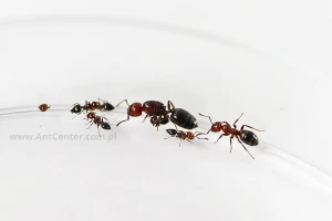 Crematogaster scutellaris