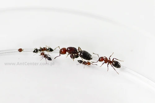 Kolonia mrówek- Królowa Crematogaster Scutellaris i robotnice