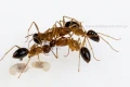 Robotnice Camponotus makulatus subnodus