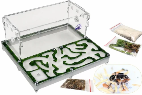 Formikarium Green House z mrówkami i wyposażeniem