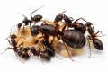 Camponotus silvaticus-Królowa, robotnice, poczwarki-duża kolonia.webp