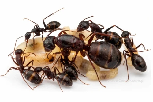 Camponotus silvaticus-Królowa, robotnice, poczwarki-duża kolonia.webp