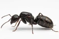 Królowa Camponotus japonicus