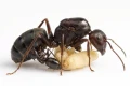 Królowa Camponotus japonicus