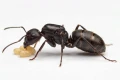 Królowa Camponotus japonicus