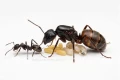 Camponotus cruentatus z kolonią
