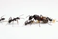 Mrówki Camponotus cruentatus z kolonią