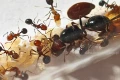 Messor minor hesperius bicolor - zbliżenie mrówek w probówce