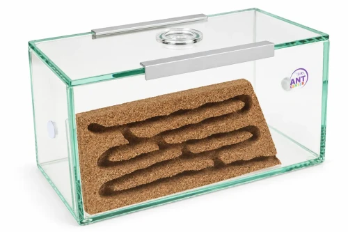 Formikarium korkowe Brand do hodowli mrówek w domu