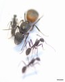 Camponotus cruentatus