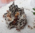 Acromyrmex coronatus