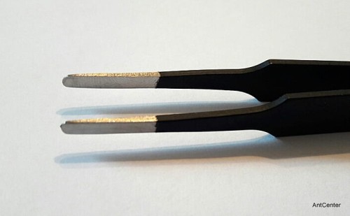 Pęseta polecana do hodowli mrówek