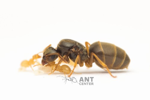 Lasius flavus