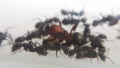 Formica sanguinea