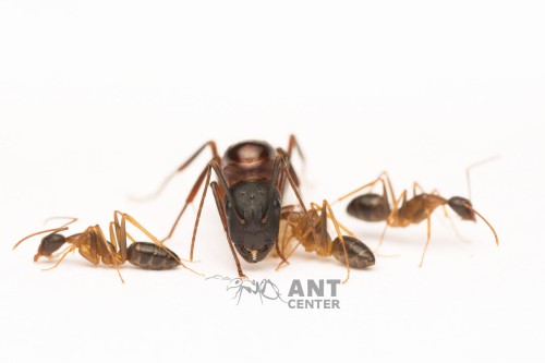 Camponotus barbaricus