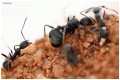 Aphaenogaster- kolonia mrówek z bliska.JPG